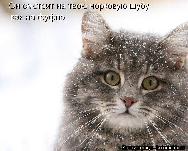 Он смотрит на твою норковую шубу как на фуфло.... Котоматрица: Он смотрит на твою норковую шубу как на фуфло.