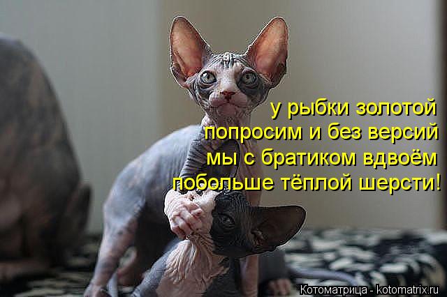 у рыбки золотой попросим и без версий мы с братиком вдвоём побольше тёплой шерсти!... Котоматрица: у рыбки золотой попросим и без версий мы с братиком вдвоём побольше тёплой шерсти!