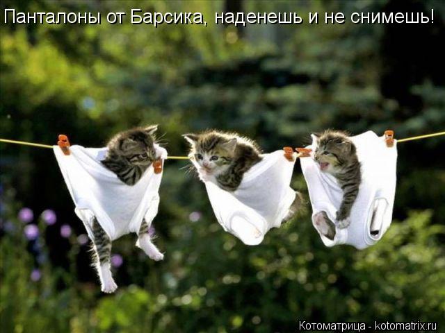Панталоны от Барсика, наденешь и не снимешь!... Котоматрица: Панталоны от Барсика, наденешь и не снимешь!