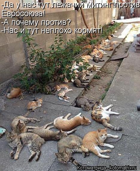 -Да у нас тут лежачий митинг против Евросоюза! -А почему против? -Нас и тут неплохо кормят!... Котоматрица: -Да у нас тут лежачий митинг против Евросоюза! -А почему против? -Нас и тут неплохо кормят!
