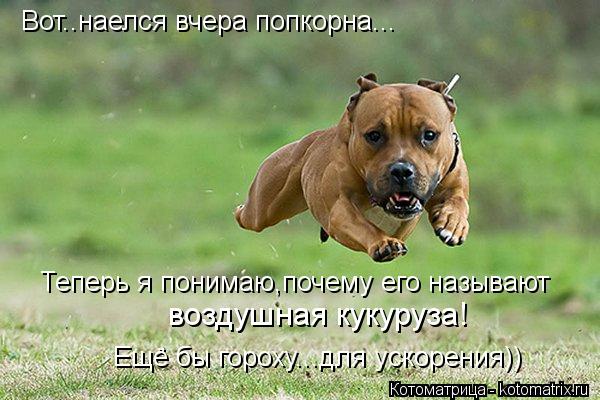 Котоматрица: Вот..наелся вчера попкорна... Теперь я понимаю,почему его называют  воздушная кукуруза! Ещё бы гороху...для ускорения))