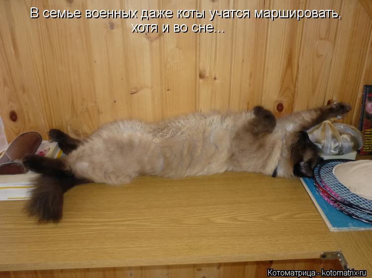 В семье военных даже коты учатся маршировать, хотя и во сне...... Котоматрица: В семье военных даже коты учатся маршировать, хотя и во сне...