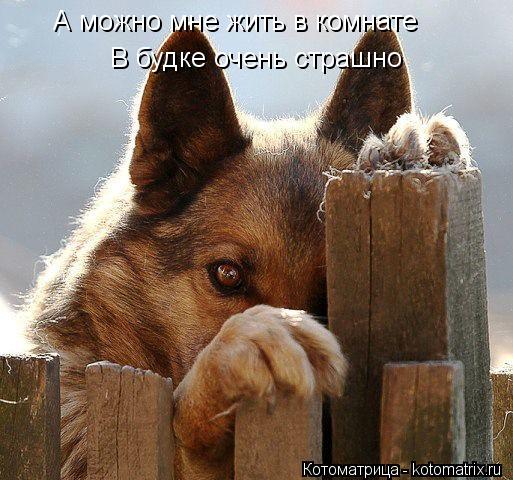 Котоматрица: А можно мне жить в комнате В будке очень страшно