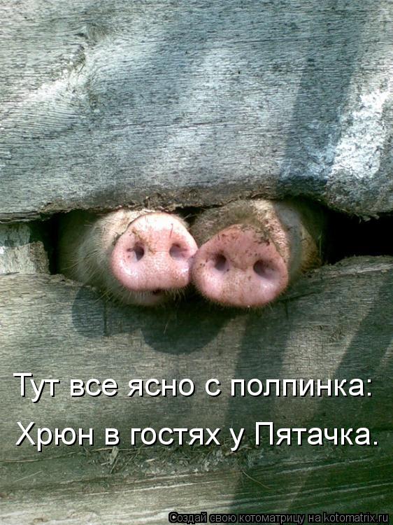 Тут все ясно с полпинка: Хрюн в гостях у Пятачка.... Котоматрица: Тут все ясно с полпинка: Хрюн в гостях у Пятачка.