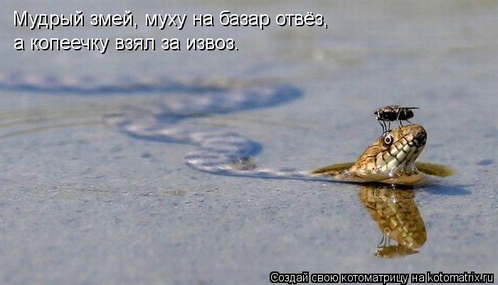 Мудрый змей, муху на базар отвёз, а копеечку взял за извоз.... Котоматрица: Мудрый змей, муху на базар отвёз, а копеечку взял за извоз.
