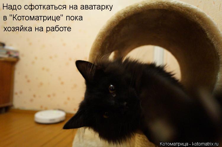 Котоматрица: Надо сфоткаться на аватарку в "Котоматрице" пока хозяйка на работе