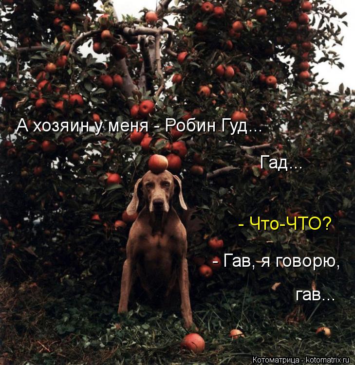 А хозяин у меня - Робин Гуд... Гад... - Что-ЧТО? - Гав, я говорю, гав...... Котоматрица: А хозяин у меня - Робин Гуд... Гад... - Что-ЧТО? - Гав, я говорю, гав...