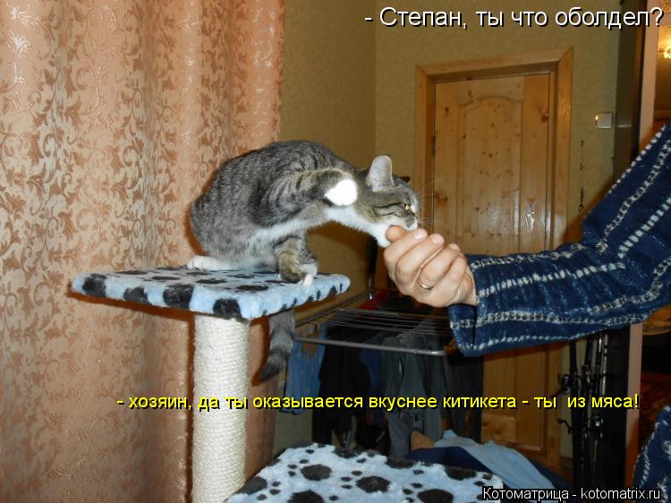 - Степан, ты что оболдел? - хозяин, да ты оказывается вкуснее китикета - ты из мяса!... Котоматрица: - Степан, ты что оболдел? - хозяин, да ты оказывается вкуснее китикета - ты из мяса!