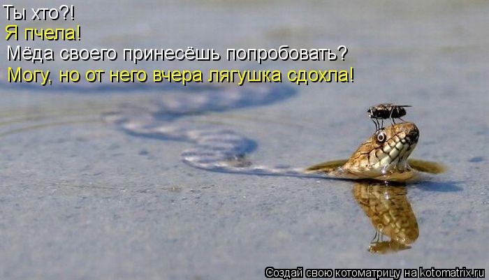 Ты хто?! Я пчела! Мёда своего принесёшь попробовать? Могу, но от него вчера лягушка сдохла!... Котоматрица: Ты хто?! Я пчела! Мёда своего принесёшь попробовать? Могу, но от него вчера лягушка сдохла!