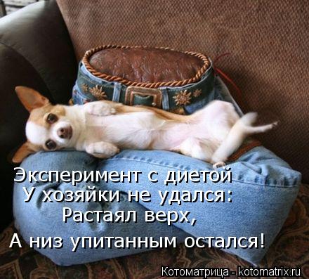 Эксперимент с диетой У хозяйки не удался: Растаял верх, А низ упитанным остался!... Котоматрица: Эксперимент с диетой У хозяйки не удался: Растаял верх, А низ упитанным остался!