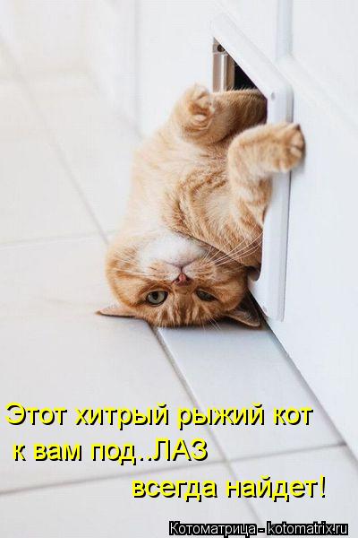 Этот хитрый рыжий кот к вам под..ЛАЗ всегда найдет!... Котоматрица: Этот хитрый рыжий кот к вам под..ЛАЗ всегда найдет!