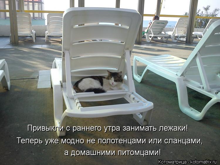 Котоматрица: Привыкли с раннего утра занимать лежаки! Теперь уже модно не полотенцами или сланцами, а домашними питомцами!