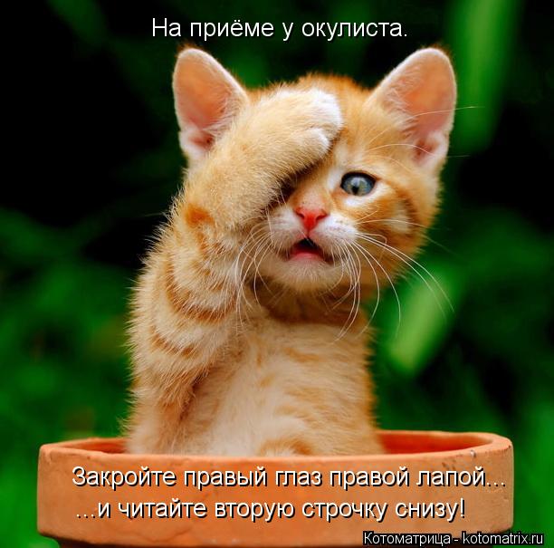 Закройте правый глаз правой лапой... ...и читайте вторую строчку снизу! На приёме у окулиста.... Котоматрица: Закройте правый глаз правой лапой... ...и читайте вторую строчку снизу! На приёме у окулиста.