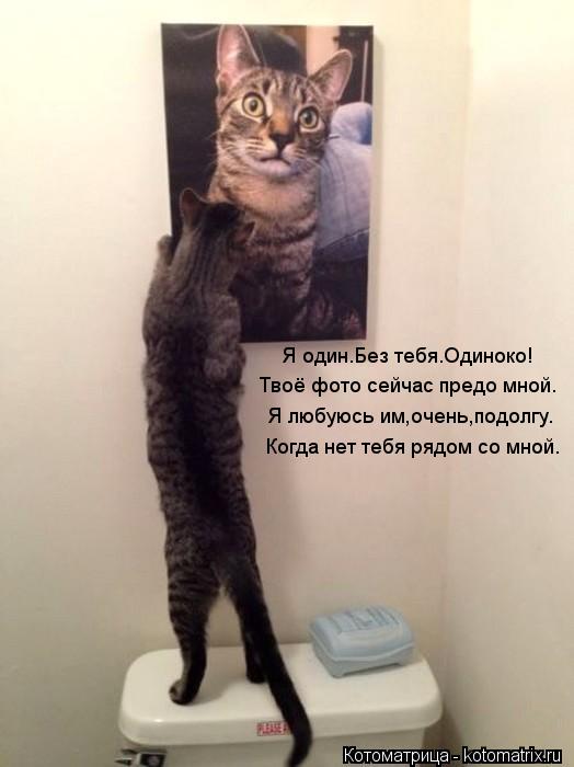 Котоматрица: Твоё фото сейчас предо мной. Я один.Без тебя.Одиноко! Я любуюсь им,очень,подолгу. Когда нет тебя рядом со мной.