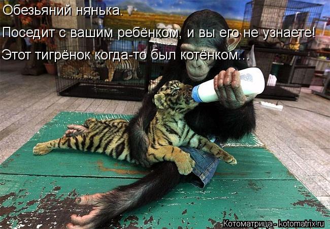 Обезьяний нянька. Поседит с вашим ребёнком, и вы его не узнаете! Этот тигрёнок когда-то был котёнком.... Котоматрица: Обезьяний нянька. Поседит с вашим ребёнком, и вы его не узнаете! Этот тигрёнок когда-то был котёнком...