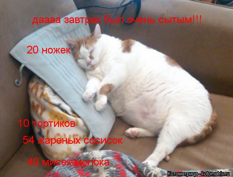 даааа завтрак был очень сытым!!! 20 ножек 49 мисек молока 54 жареных сосисок 10 тортиков... Котоматрица: даааа завтрак был очень сытым!!! 20 ножек 49 мисек молока 54 жареных сосисок 10 тортиков