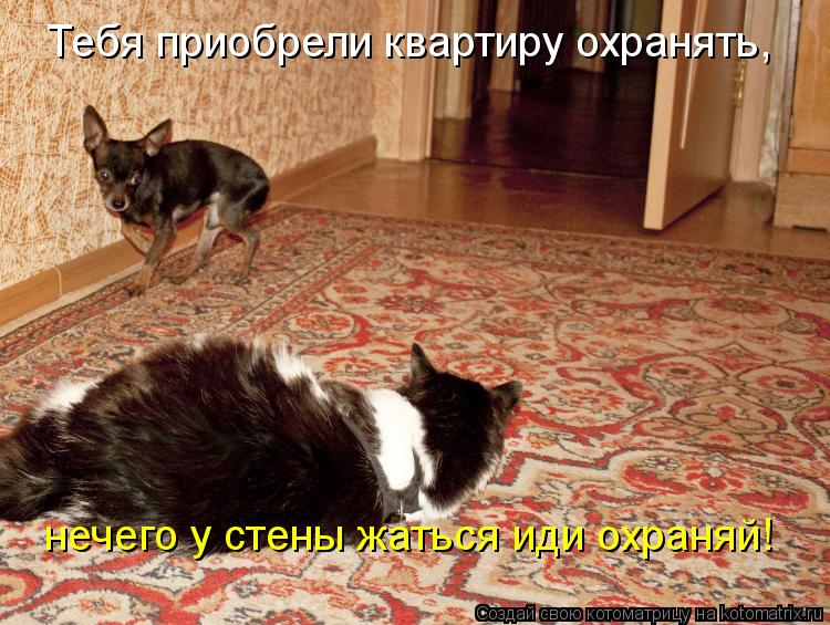 Тебя приобрели квартиру охранять, нечего у стены жаться иди охраняй!... Котоматрица: Тебя приобрели квартиру охранять, нечего у стены жаться иди охраняй!