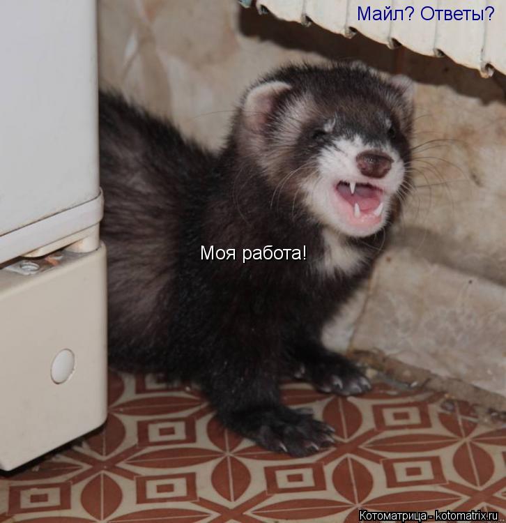 Майл? Ответы? Моя работа!... Котоматрица: Майл? Ответы? Моя работа!