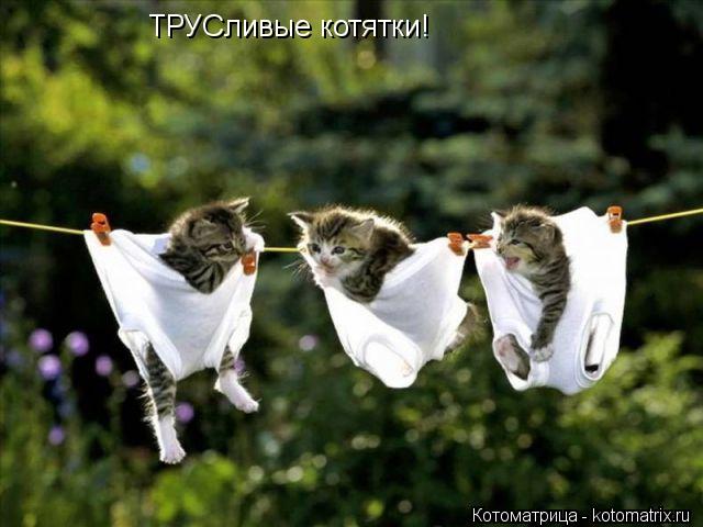 Котоматрица: ТРУСливые котятки!