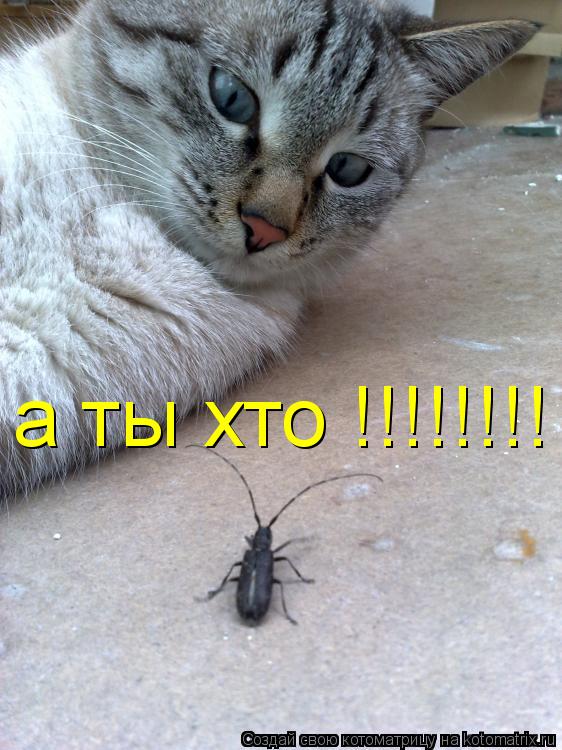 Котоматрица: а ты хто !!!!!!!!