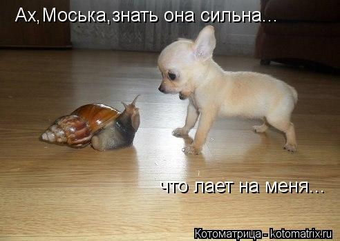 Ах,Моська,знать она сильна... что лает на меня...... Котоматрица: Ах,Моська,знать она сильна... что лает на меня...
