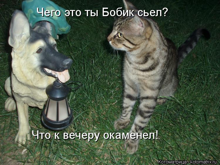 Чего это ты Бобик сьел? Что к вечеру окаменел!... Котоматрица: Чего это ты Бобик сьел? Что к вечеру окаменел!