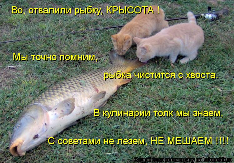 Во, отвалили рыбку, КРЫСОТА ! Мы точно помним, рыбка чистится с хвоста. В кулинарии толк мы знаем, С ... Котоматрица: Во, отвалили рыбку, КРЫСОТА ! Мы точно помним, рыбка чистится с хвоста. В кулинарии толк мы знаем, С советами не лезем, НЕ МЕШАЕМ !!!!