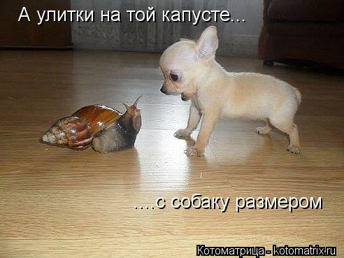 А улитки на той капусте... с собаку размером А улитки на той капусте... ....с собаку размером... Котоматрица: А улитки на той капусте... с собаку размером А улитки на той капусте... ....с собаку размером