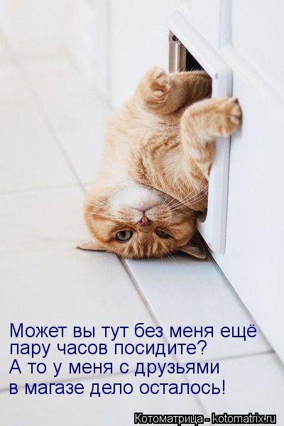 Может вы тут без меня ещё пару часов посидите? А то у меня с друзьями в магазе дело осталось!... Котоматрица: Может вы тут без меня ещё пару часов посидите? А то у меня с друзьями в магазе дело осталось!