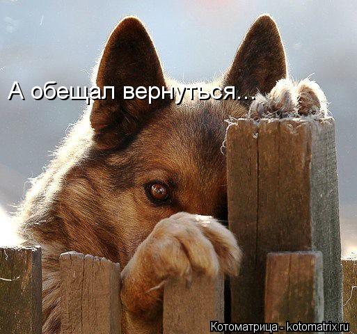 А обещал вернуться...... Котоматрица: А обещал вернуться...