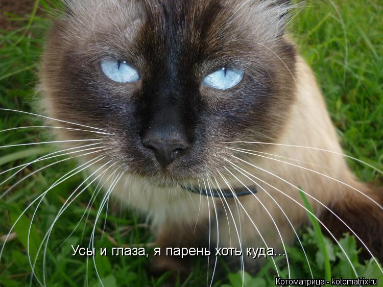 Усы и глаза, я парень хоть куда...... Котоматрица: Усы и глаза, я парень хоть куда...