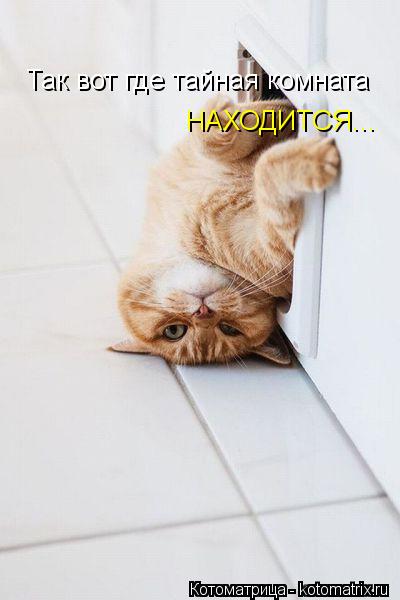 Так вот где тайная комната НАХОДИТСЯ...... Котоматрица: Так вот где тайная комната НАХОДИТСЯ...
