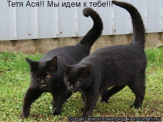 Тетя Ася!! Мы идем к тебе!!!... Котоматрица: Тетя Ася!! Мы идем к тебе!!!