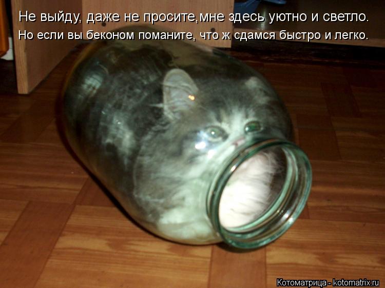 Не выйду, даже не просите,мне здесь уютно и светло. ... Котоматрица: Не выйду, даже не просите,мне здесь уютно и светло. Но если вы беконом по