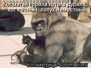 Котоматрица: кот лесный, лопух неместный... Косматая горила котика дурила,