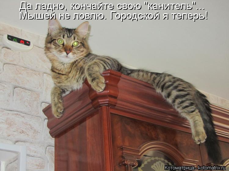 Мышей не ловлю. Городской я теперь! Да ладно, кончайте свою "канитель"...... Котоматрица: Мышей не ловлю. Городской я теперь! Да ладно, кончайте свою "канитель"...