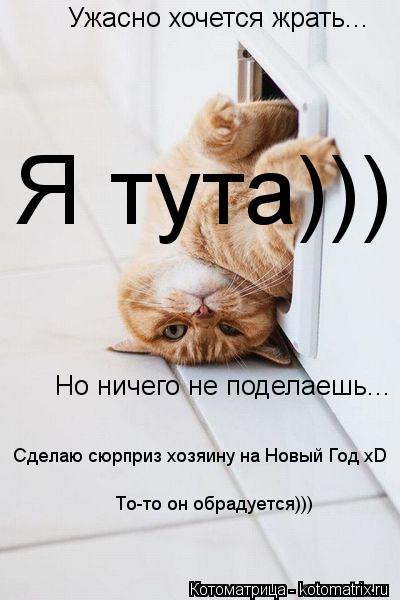 Ужасно хочется жрать... Но ничего не поделаешь... Сделаю сюрприз хозяину на Новый Год xD То-то он обр... Котоматрица: Ужасно хочется жрать... Но ничего не поделаешь... Сделаю сюрприз хозяину на Новый Год xD То-то он обрадуется))) Я тута)))
