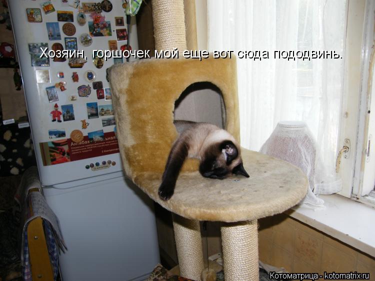 Котоматрица: Хозяин, горшочек мой еще вот сюда пододвинь.