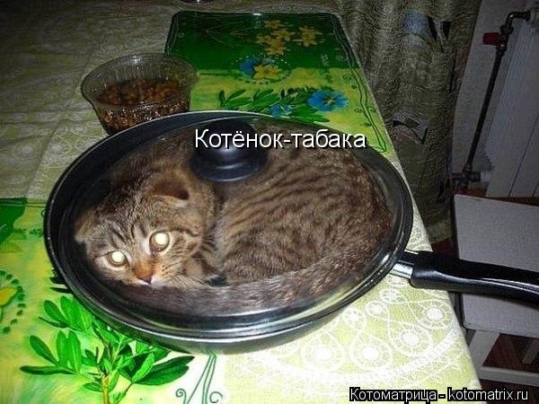 Котёнок-табака... Котоматрица: Котёнок-табака