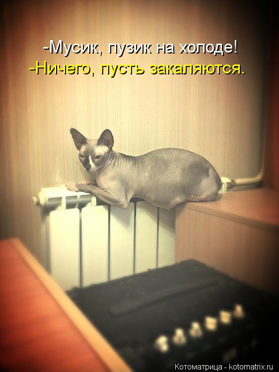 -Мусик, пузик на холоде! -Ничего, пусть закаляются.... Котоматрица: -Мусик, пузик на холоде! -Ничего, пусть закаляются.