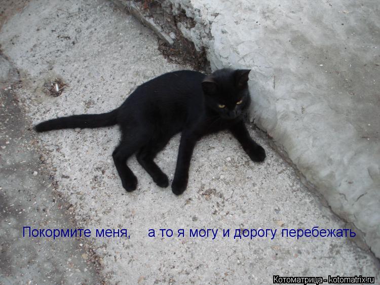 Покормите меня, а то я могу и дорогу перебежать... Котоматрица: Покормите меня, а то я могу и дорогу перебежать