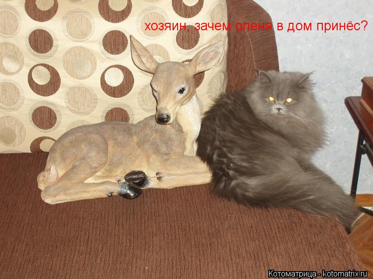 хозяин, зачем оленя в дом принёс?... Котоматрица: хозяин, зачем оленя в дом принёс?