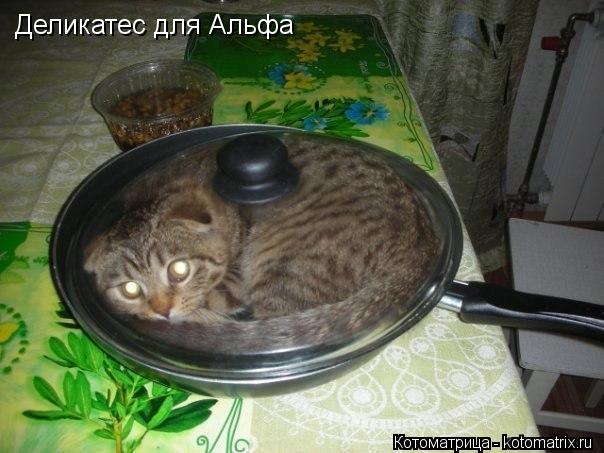 Деликатес для Альфа... Котоматрица: Деликатес для Альфа