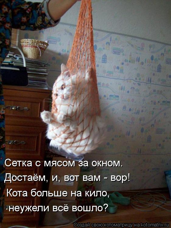 Котоматрица: Сетка с мясом за окном. Достаём, и, вот вам - вор! Кота больше на кило, неужели всё вошло?