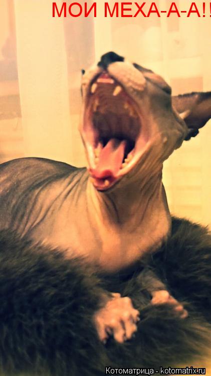 Котоматрица: МОИ МЕХА-А-А!!!