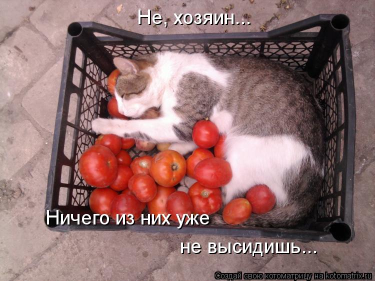 Не, хозяин... Ничего из них уже не высидишь...... Котоматрица: Не, хозяин... Ничего из них уже не высидишь...