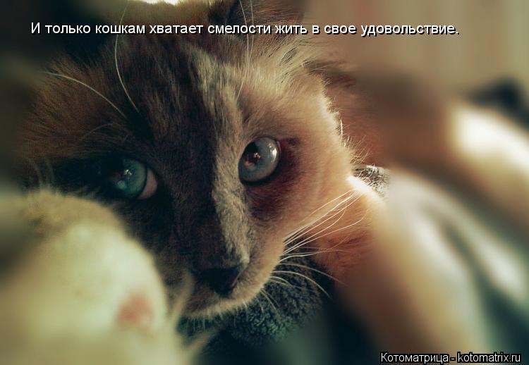 И только кошкам хватает смелости жить в свое удовольствие.... Котоматрица: И только кошкам хватает смелости жить в свое удовольствие.