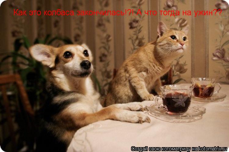 Как это колбаса закончилась!?! А что тогда на ужин??... Котоматрица: Как это колбаса закончилась!?! А что тогда на ужин??