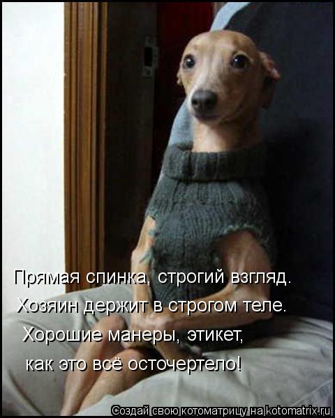 Прямая спинка, строгий взгляд. Хозяин держит в строгом теле. Хорошие манеры, этикет, как это всё осто... Котоматрица: Прямая спинка, строгий взгляд. Хозяин держит в строгом теле. Хорошие манеры, этикет, как это всё осточертело!