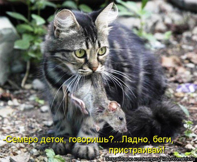 -Семеро деток, говоришь?...Ладно, беги, пристраивай!... Котоматрица: -Семеро деток, говоришь?...Ладно, беги, пристраивай!